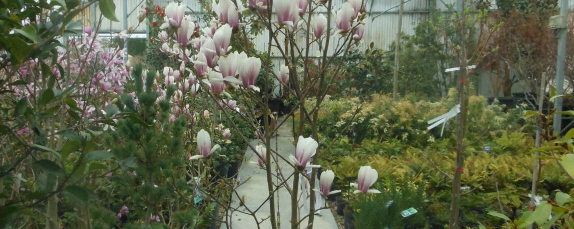 Magnolia soulangeana