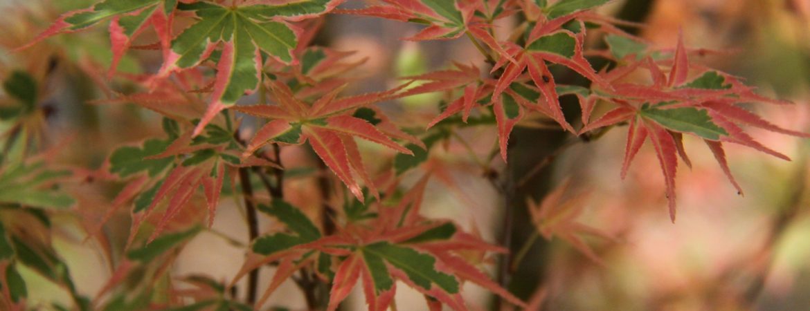 Acer palmatum ‘Tricolor’