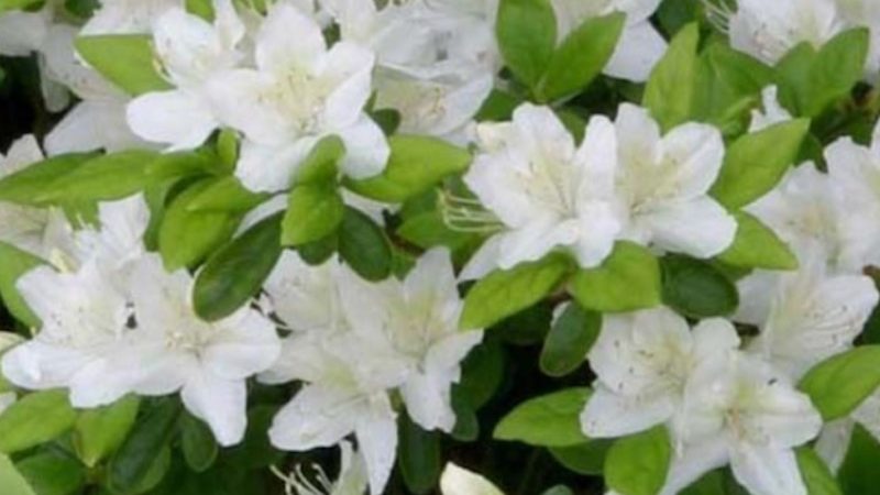 Azalea japonica ‘Snow’