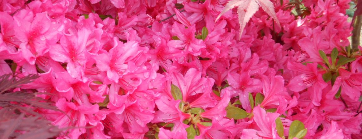 Azalea japonica ‘Rosa’