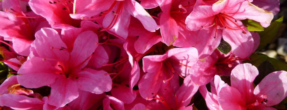 Azalea japonica ‘Sylvester’