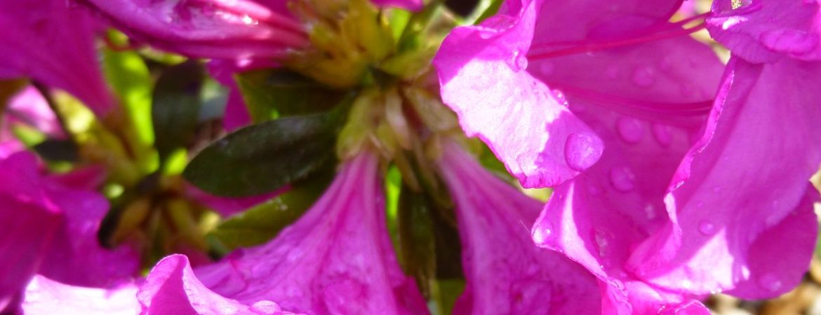 Azalea japonica ‘Blue Danube’