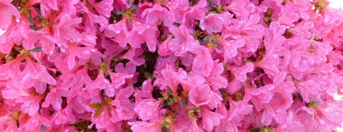 Azalea japonica ‘Mme Albert Van Hecke’