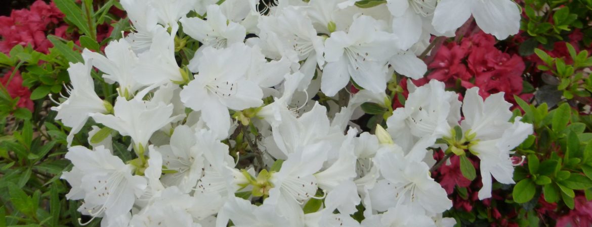 Azalea japonica ‘Lucie’