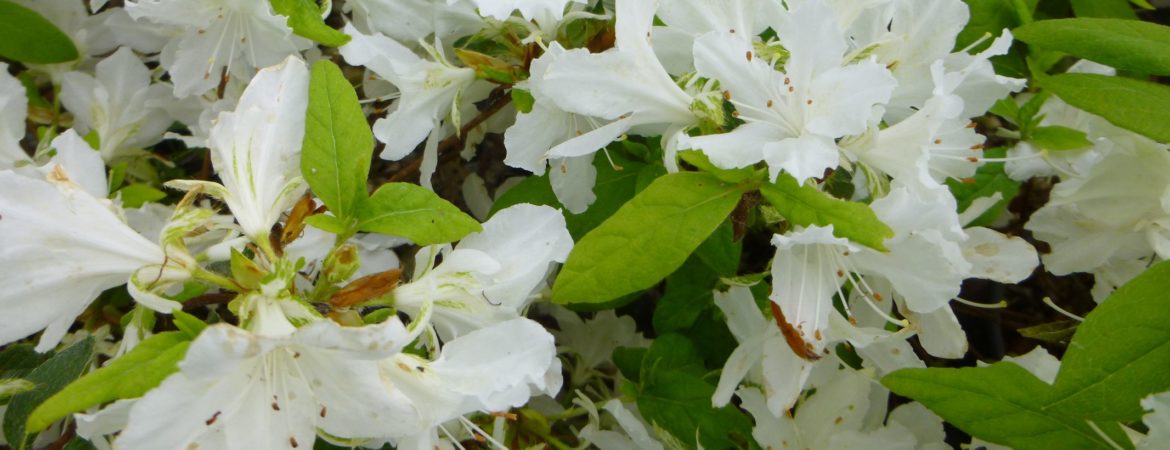 Azalea japonica ‘Adonis’