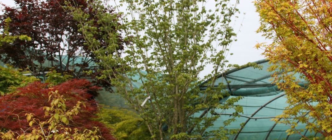 Cornus kousa var. chinensis ‘Wieting’s Select’