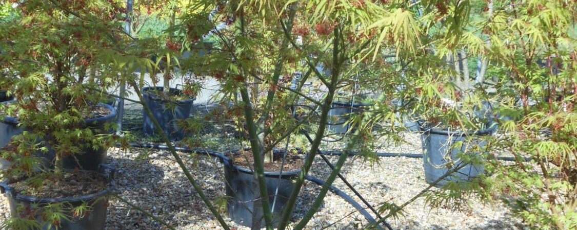 Acer palmatum ‘Linearilobum’