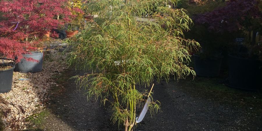 Acer palmatum ‘Koto Ito Komachi’