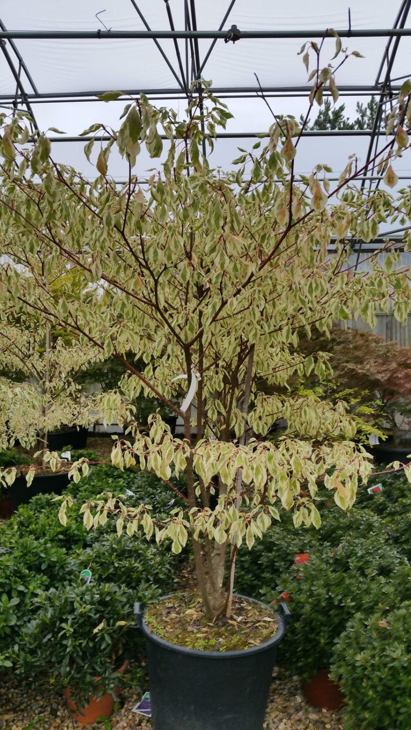 réservation Aubergine Déjeuner cornus controversa variegata en pot ...