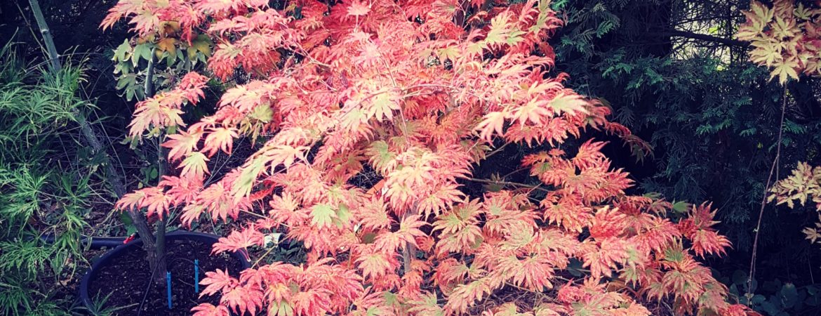 Acer palmatum ‘Green Elf’