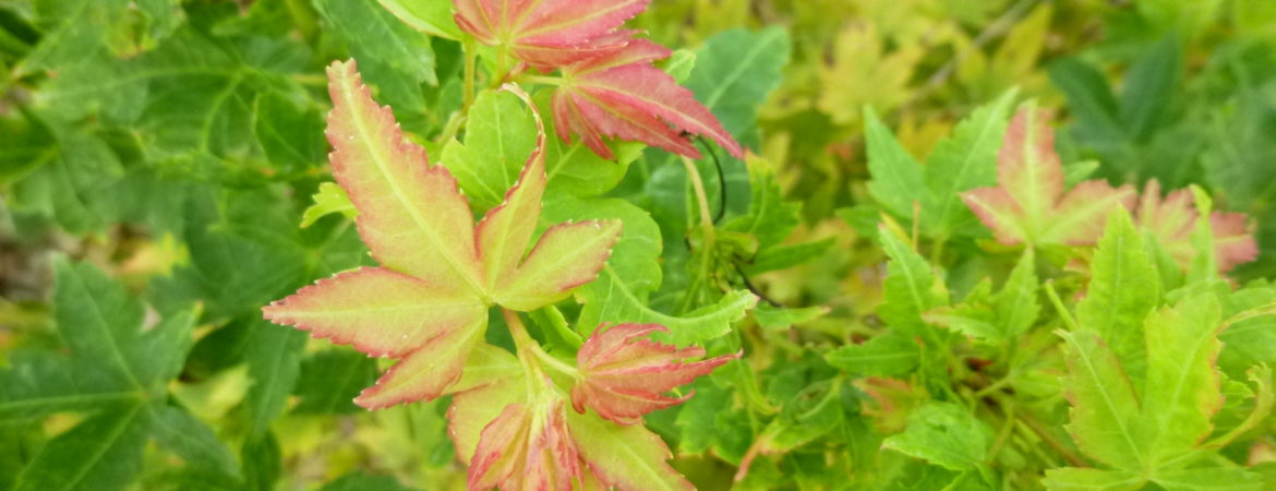 Acer palmatum ‘Winter Flame’