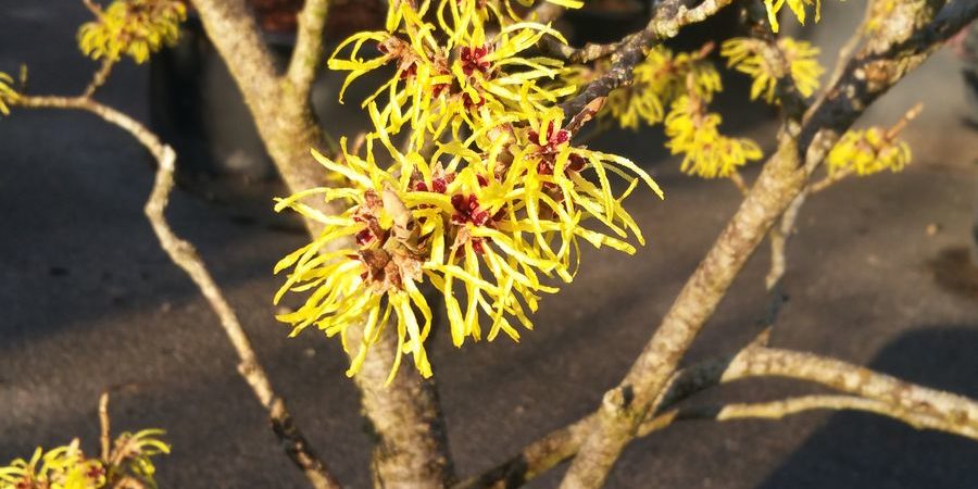 Hamamelis mollis ‘Pallida’