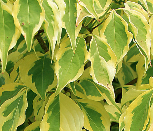 Cornus kousa ‘Summer Gold’