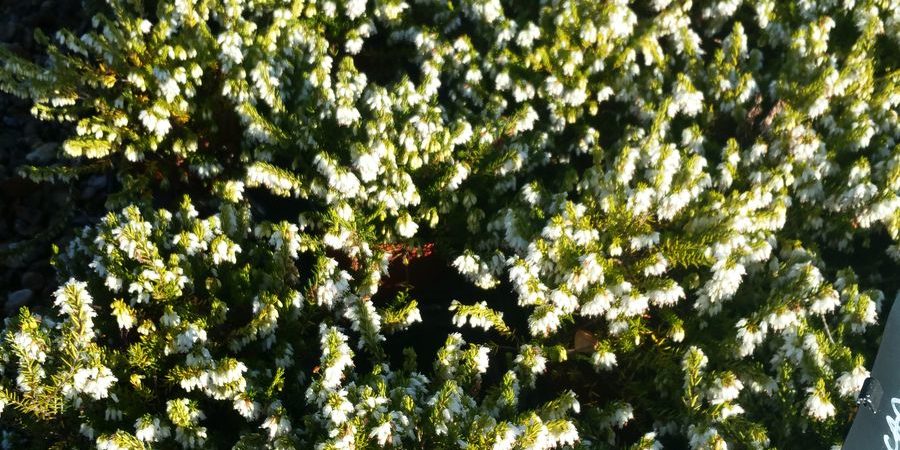 Erica carnea ‘Springwood White’