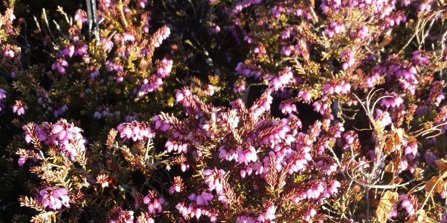 Erica darleyensis ‘Winter belles Tylou’