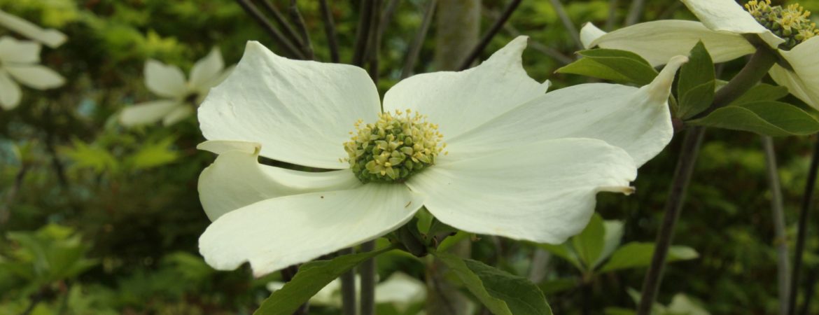 Cornus nuttallii ‘Monarch’