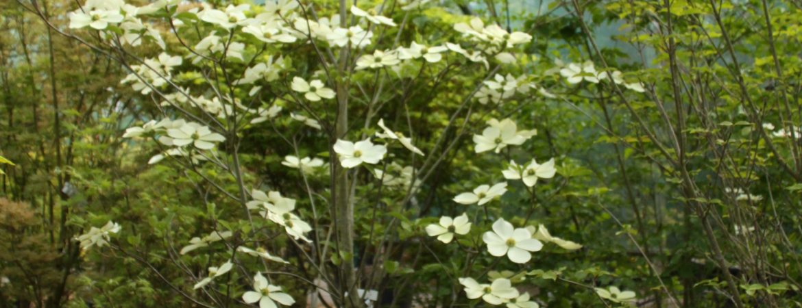 Cornus nuttallii ‘Monarch’