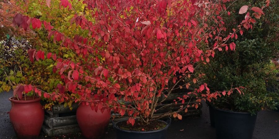 Viburnum plicatum ‘Mariesii’