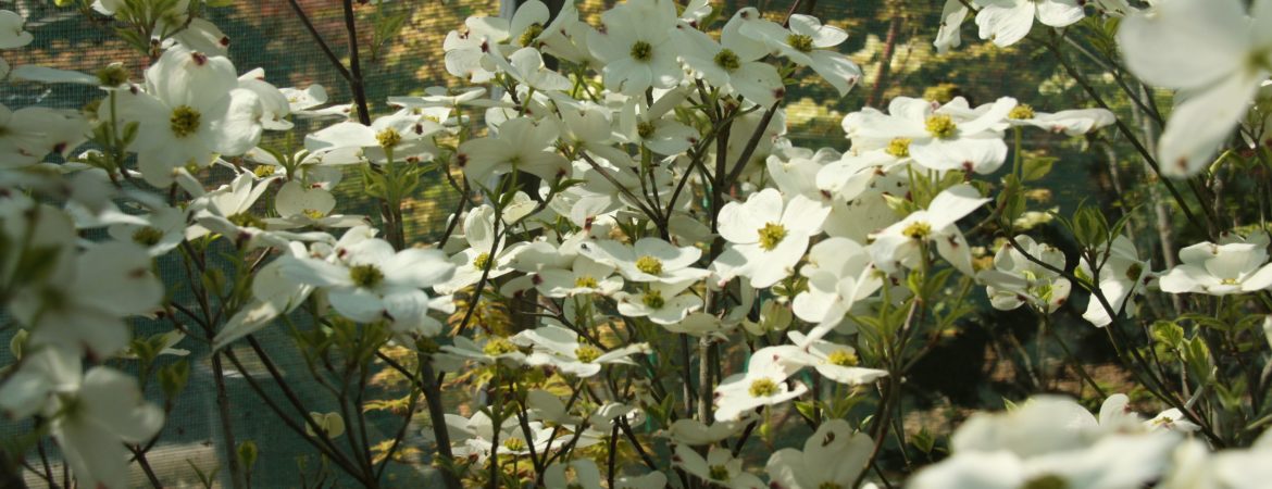 Cornus florida ‘Cherokee Daybreak’