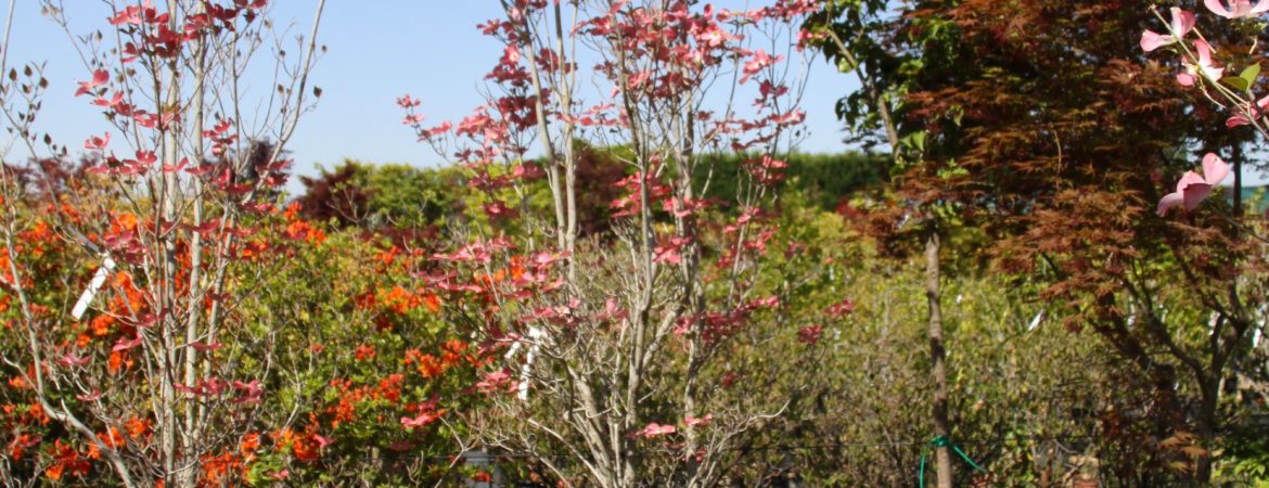 Cornus florida ‘Cherokee Chief’