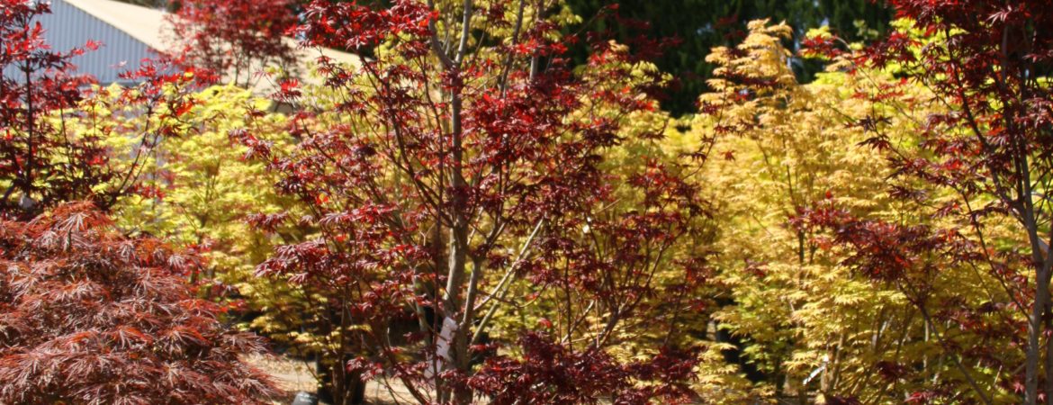 Acer palmatum ‘Trompenburg’