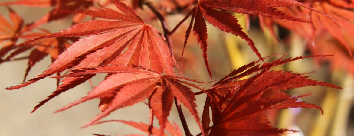 Acer palmatum ‘Chitose Yama 9001’