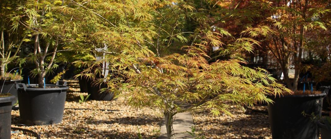 Acer palmatum dissectum ‘Flavescens’