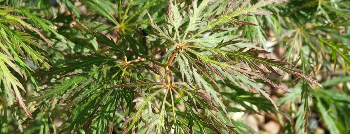 Acer palmatum dissectum ‘Ornatum FG’