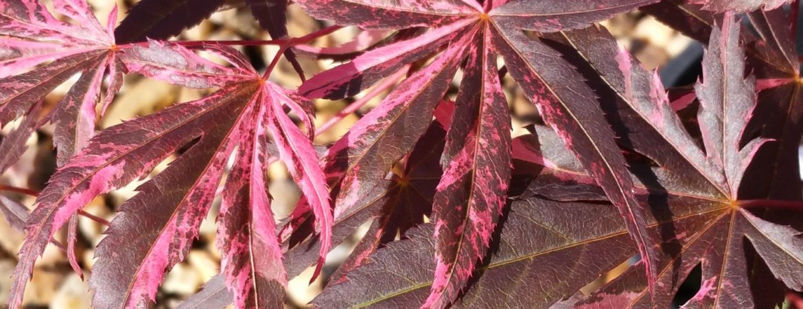 Acer palmatum ‘Rainbow’