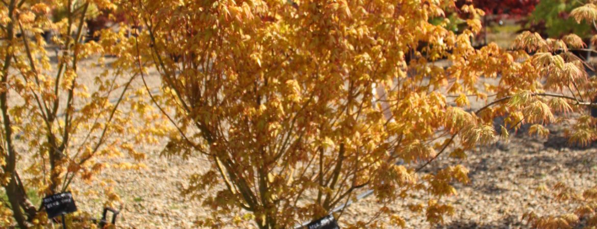 Acer palmatum ‘Ueno Yama’