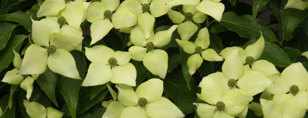 Cornus kousa var. chinensis ‘Bodnant Form’