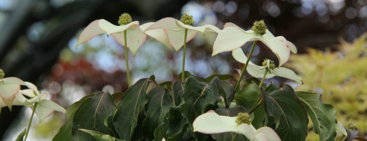 Cornus kousa var. chinensis ‘Cappuccino’