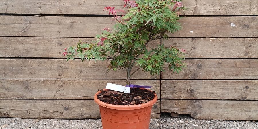 Acer palmatum ‘Kandy Kitchen’