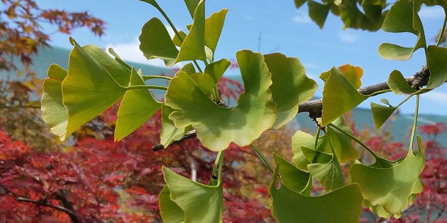 Ginkgo biloba ‘Horizontalis’