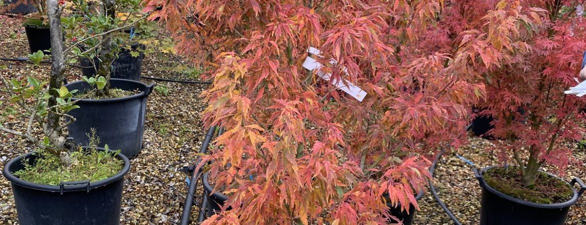 Acer palmatum ‘Sessilifolium’