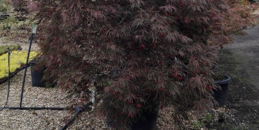 Acer palmatum dissectum ‘Inaba Shidare’