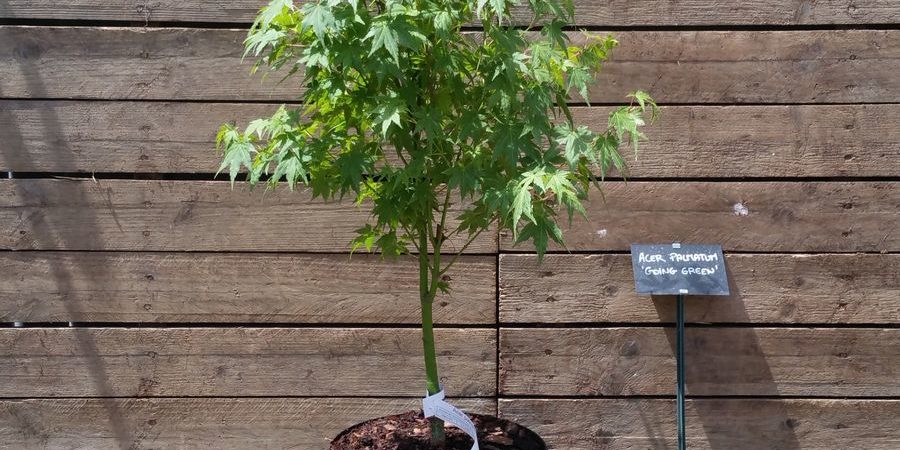 Acer palmatum ‘Going Green’