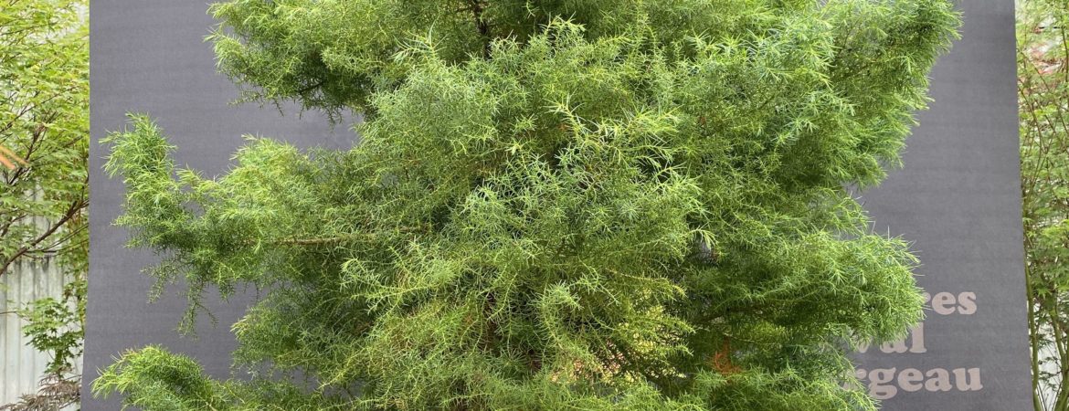 Cryptomeria japonica ‘Elegans Viridis’