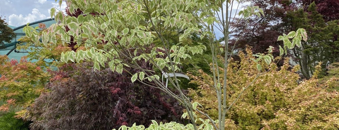 Cornus florida ‘Cherokee Daybreak’