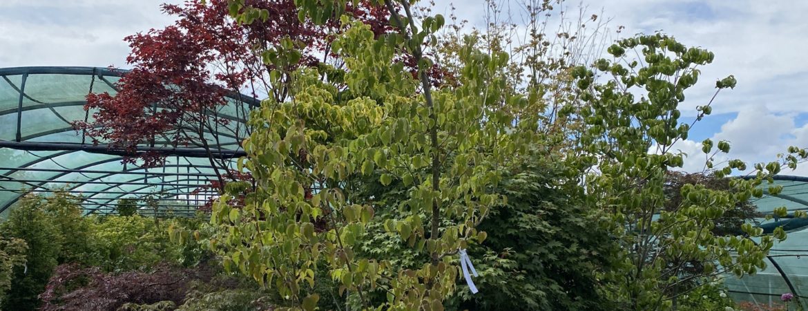 Cornus kousa var. Chinensis