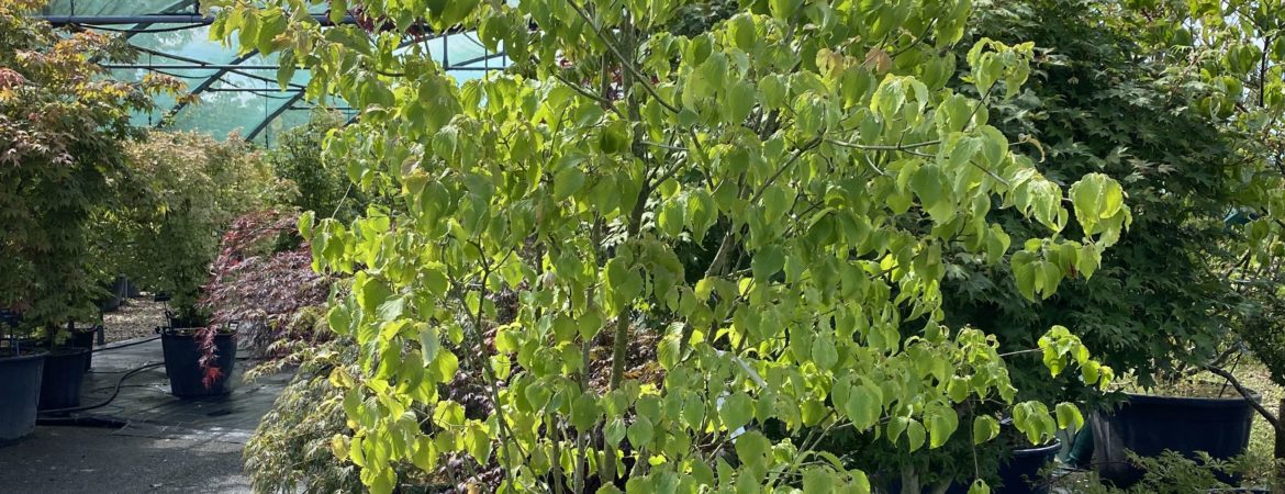 Cornus kousa var. Chinensis