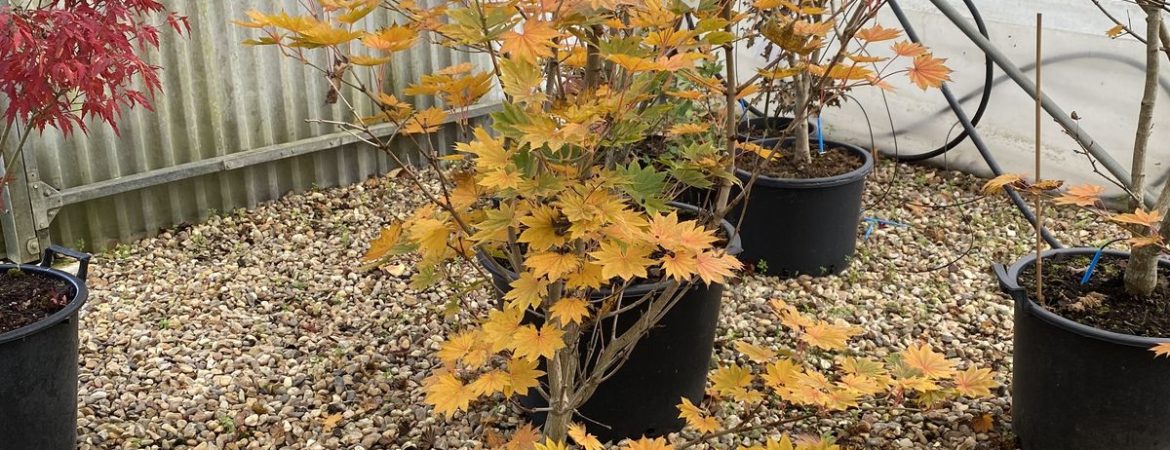 Acer shirasawanum ‘Microphyllum’