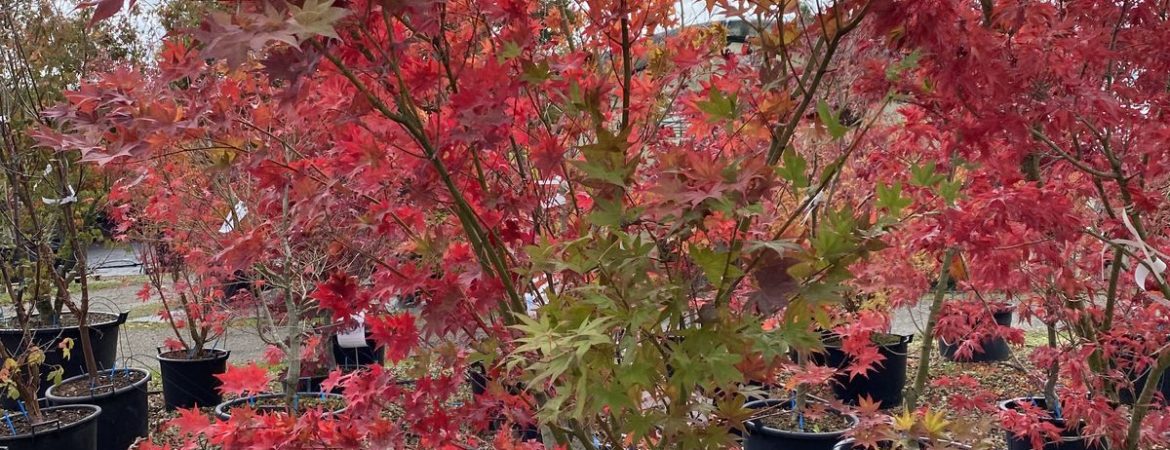 Acer palmatum ‘Tsuma Gaki’