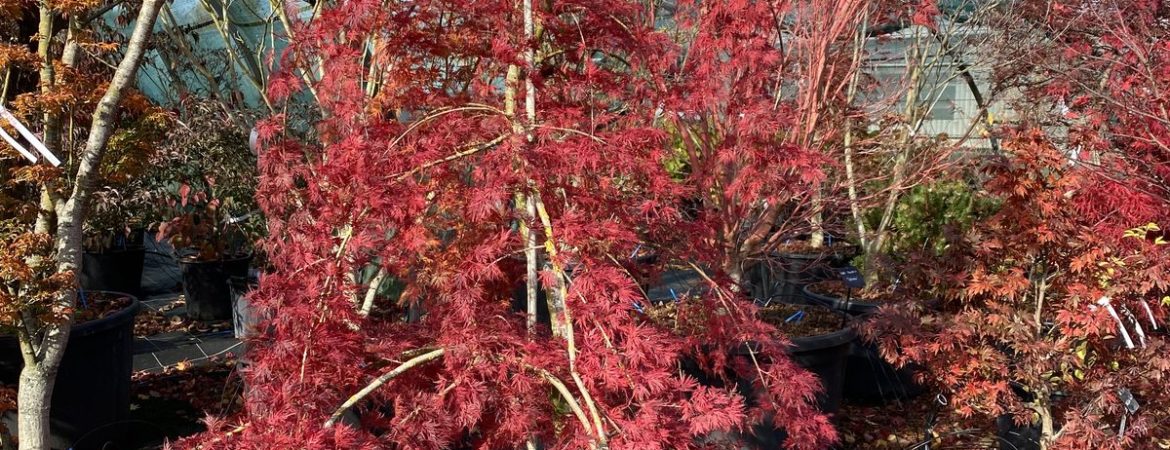 Acer palmatum dissectum ‘Emerald Lace’