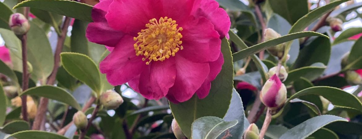 Camellia sasanqua ‘Kanjiro’