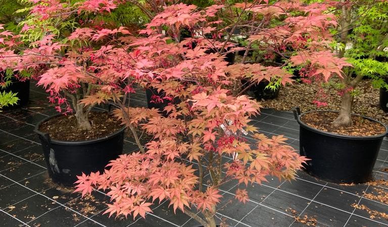 Acer palmatum ‘Kasagi Yama’