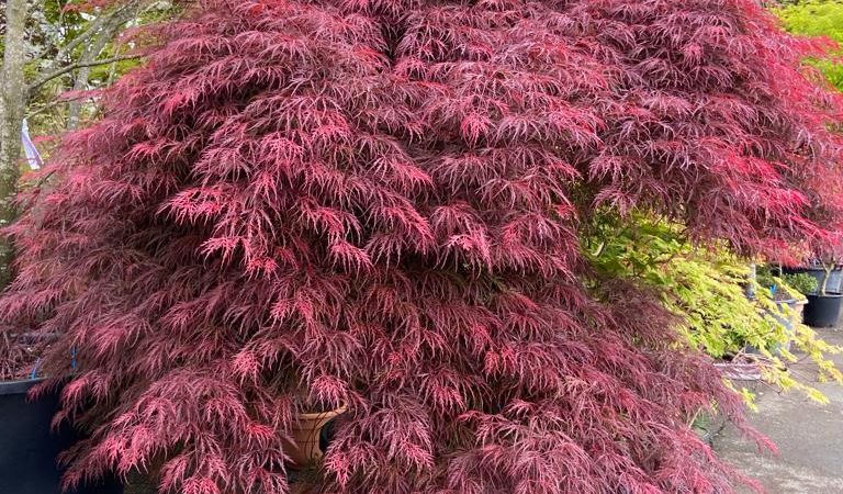 Acer palmatum dissectum ‘Garnet’