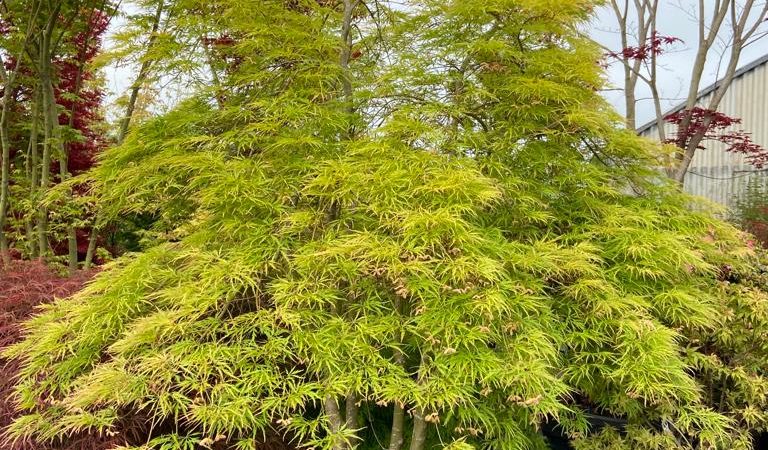 Acer palmatum dissectum ‘Viridis’