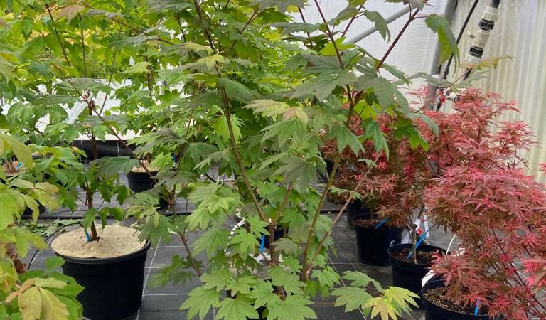 Acer circinatum ‘Burgundy Jewel’