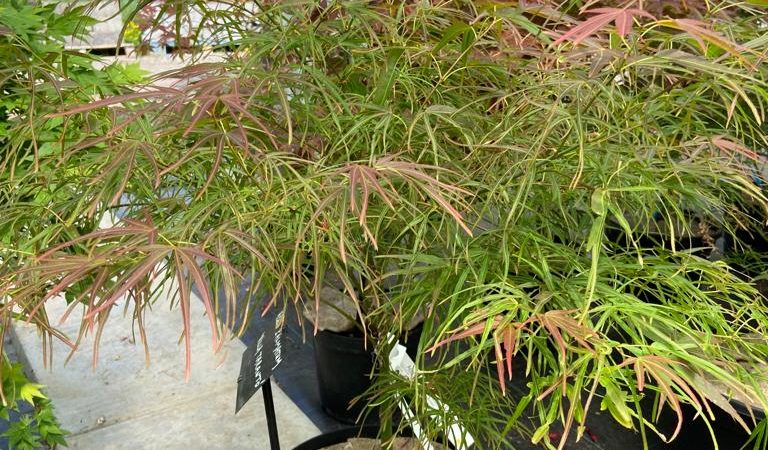 Acer palmatum ‘Villa Taranto’